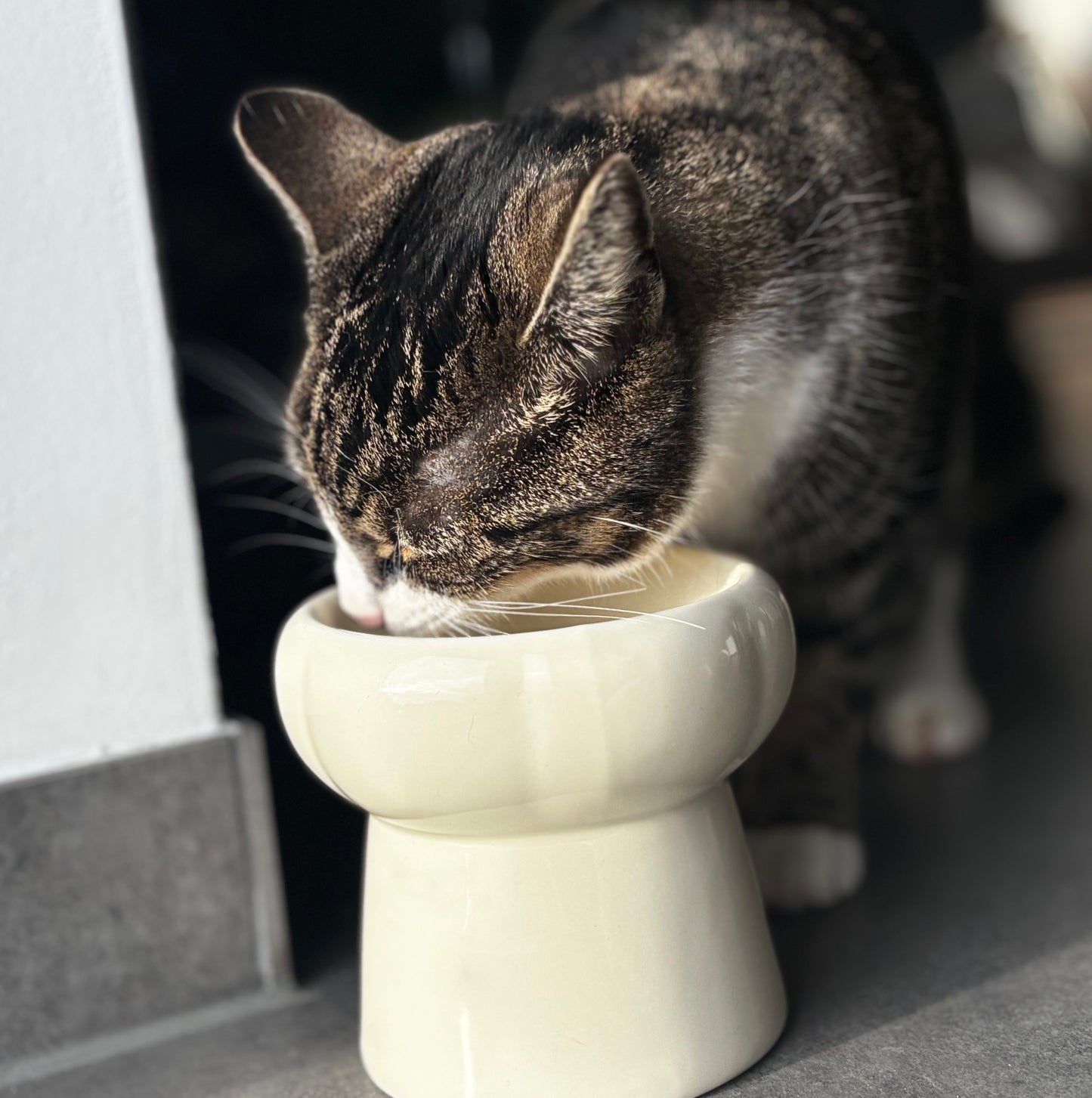 Velloura Elevate Bowl