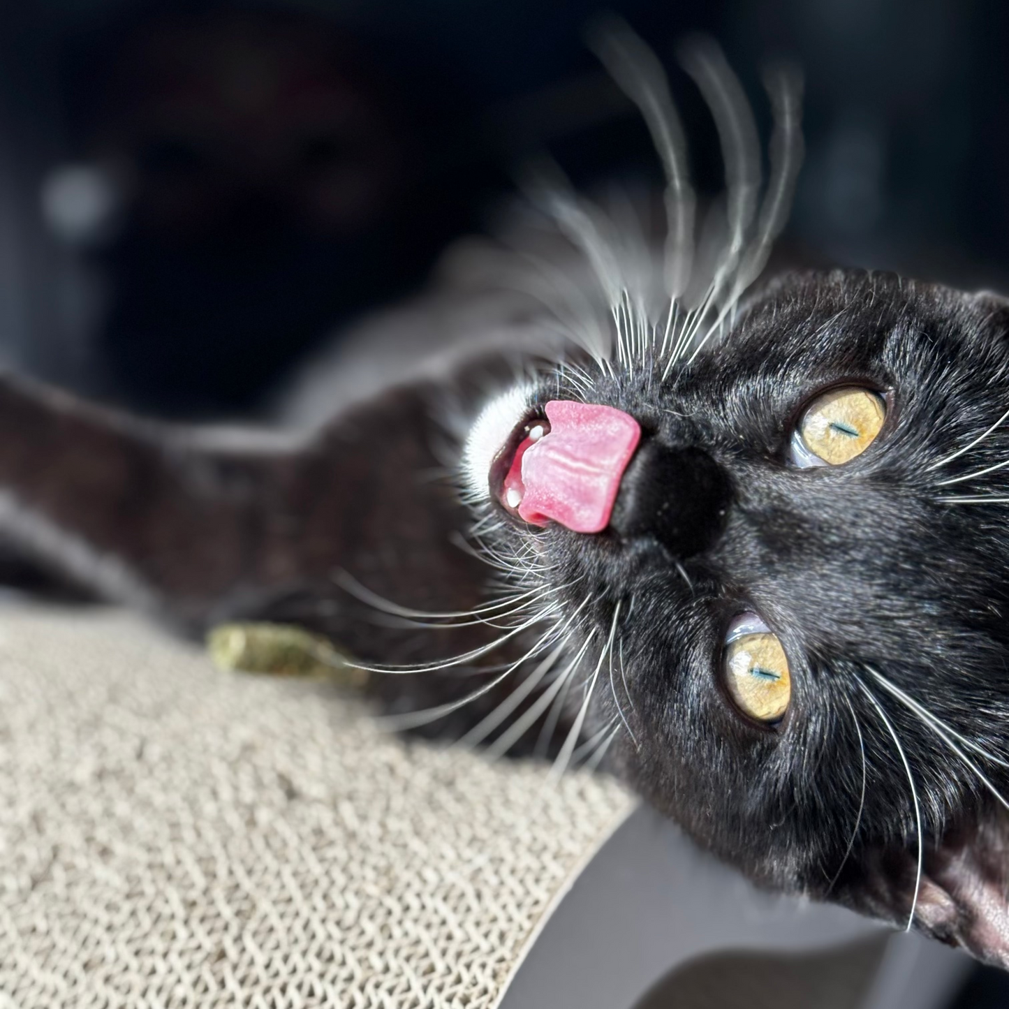 Velloura Matatabi Sticks